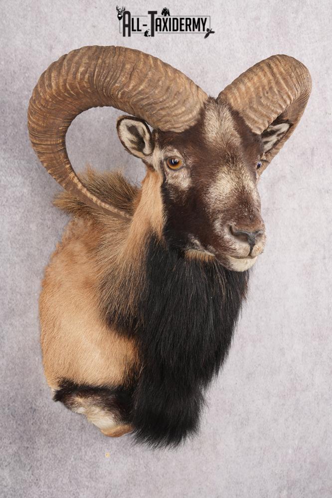 Mouflon Taxidermy Shoulder Mount SKU 2798 - Image 7