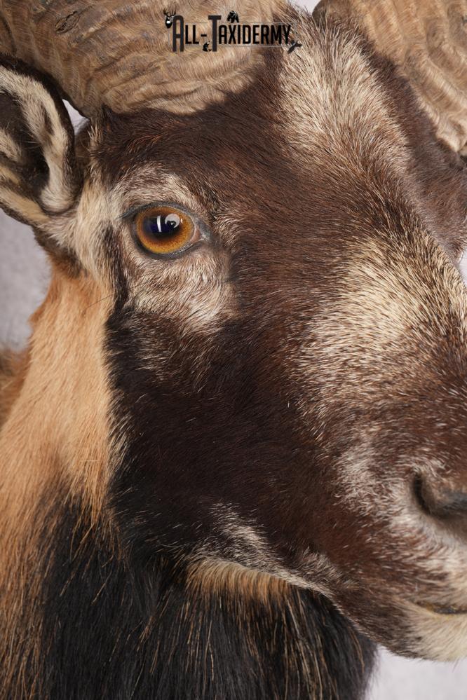 Mouflon Taxidermy Shoulder Mount SKU 2798 - Image 6