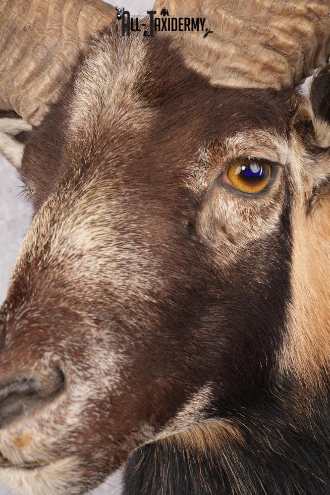 Mouflon Taxidermy Shoulder Mount SKU 2798 - Image 5