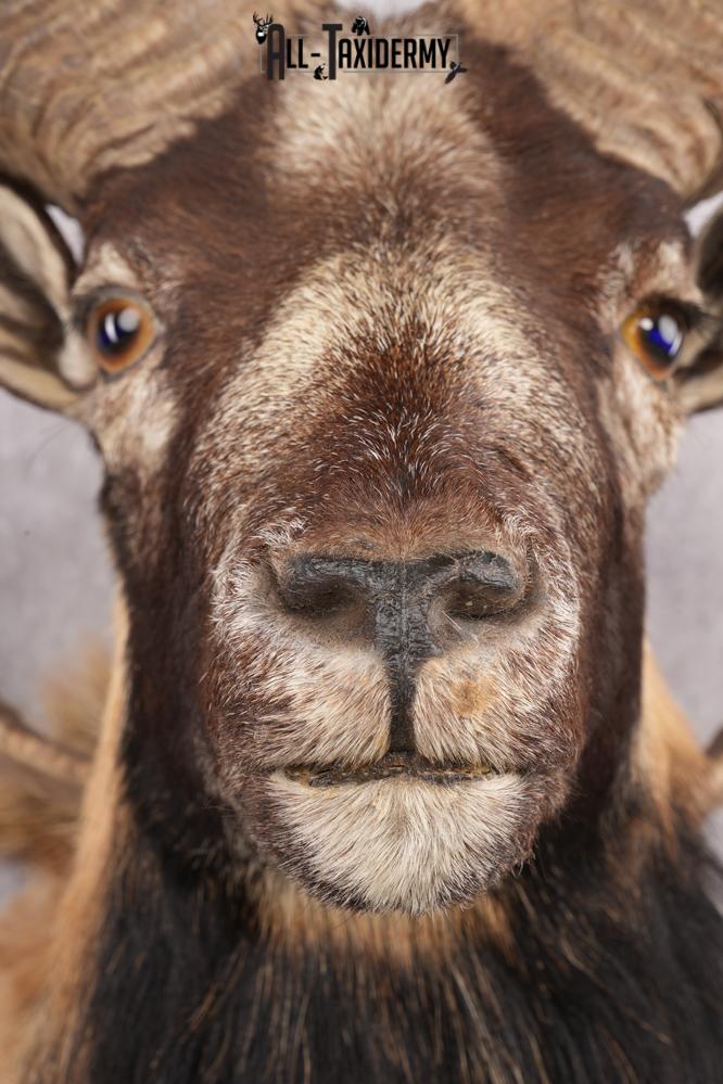 Mouflon Taxidermy Shoulder Mount SKU 2798 - Image 4