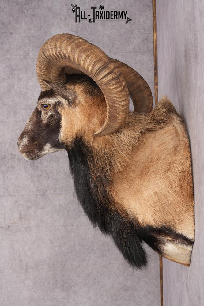 Mouflon Taxidermy Shoulder Mount SKU 2798 - Image 3
