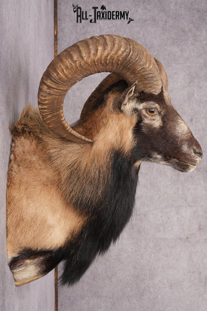 Mouflon Taxidermy Shoulder Mount SKU 2798 - Image 2