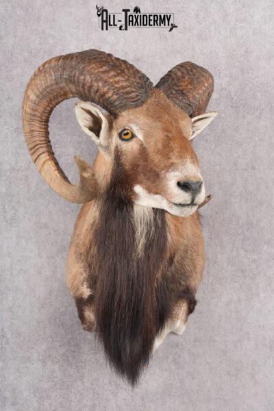 Mouflon Taxidermy Shoulder Mount SKU 2799