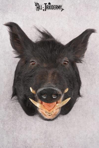 Wild Boar Taxidermy Shoulder Mouth SKU 2790