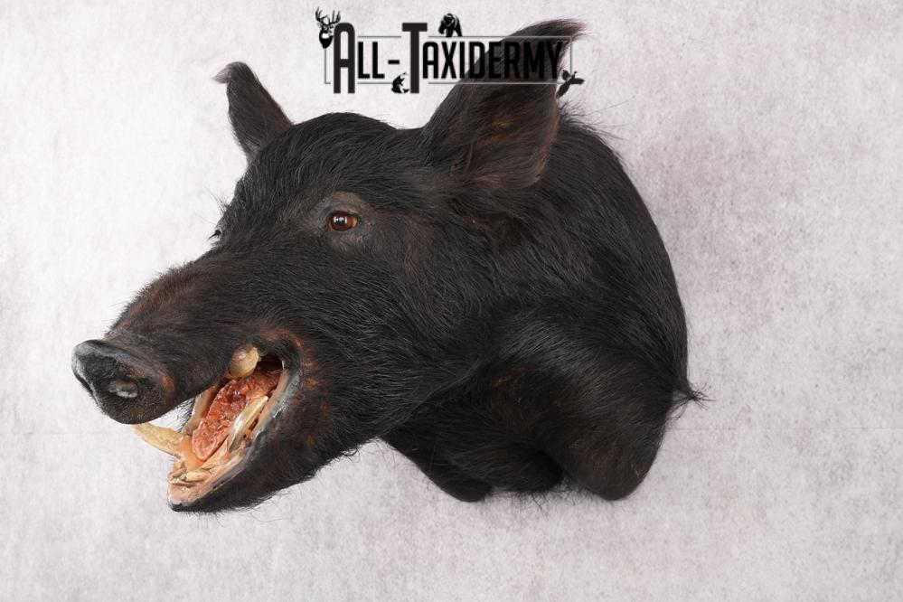 Wild Boar Taxidermy Shoulder Mouth SKU 2790 - Image 8