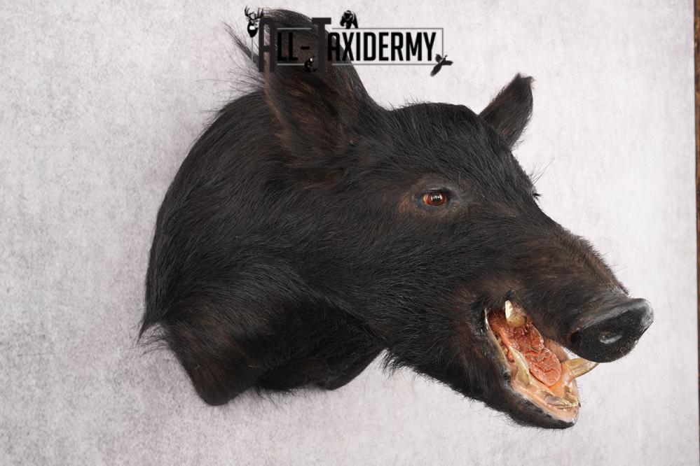 Wild Boar Taxidermy Shoulder Mouth SKU 2790 - Image 7