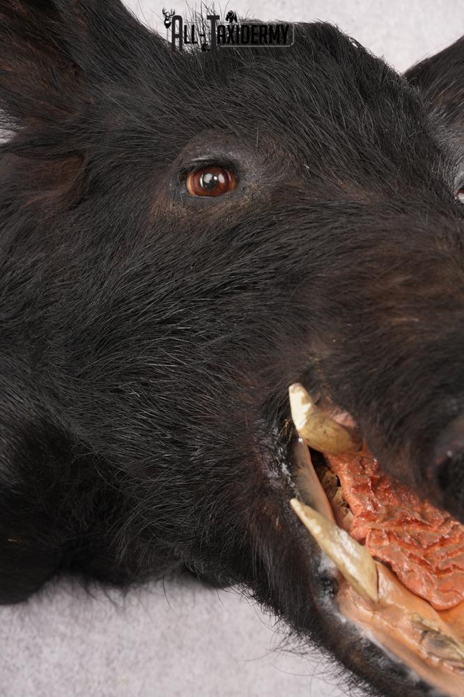 Wild Boar Taxidermy Shoulder Mouth SKU 2790 - Image 6