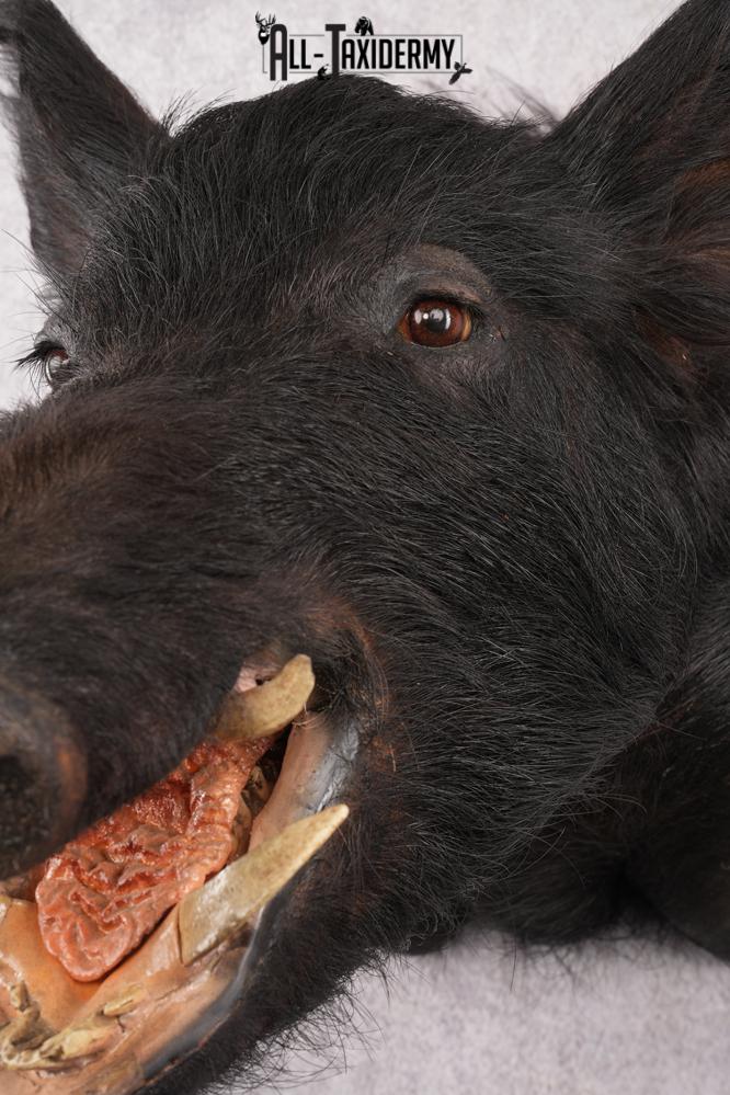 Wild Boar Taxidermy Shoulder Mouth SKU 2790 - Image 5