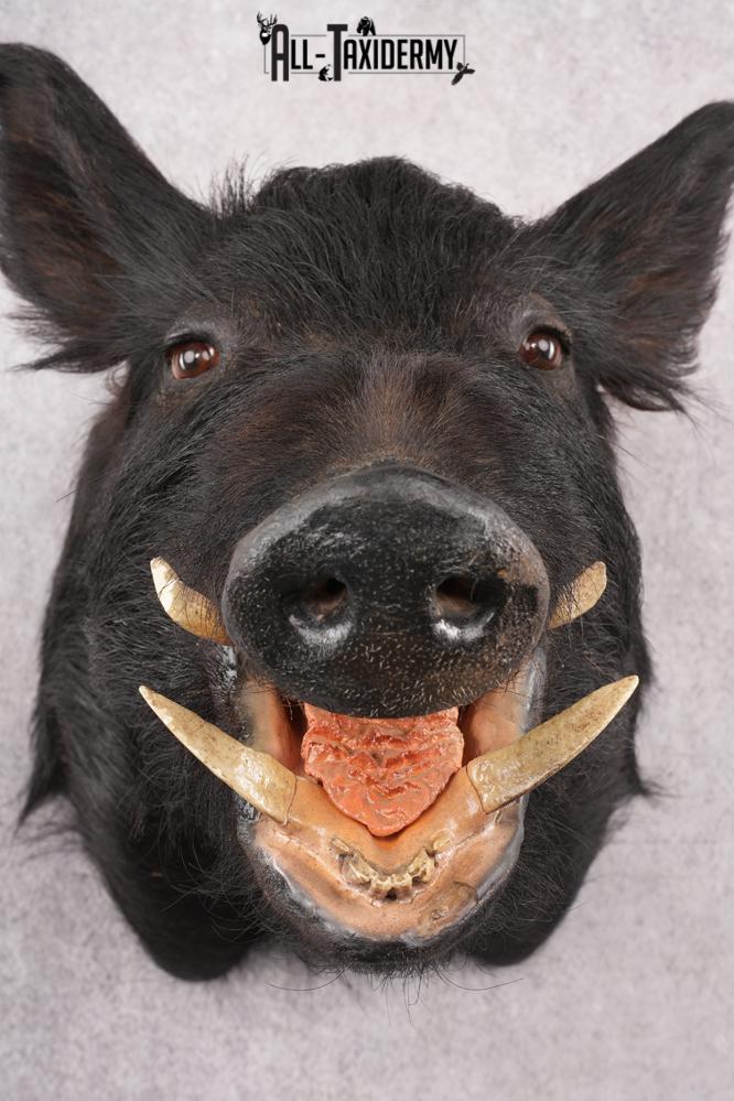 Wild Boar Taxidermy Shoulder Mouth SKU 2790 - Image 4