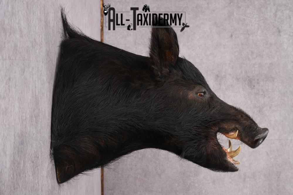 Wild Boar Taxidermy Shoulder Mouth SKU 2790 - Image 2