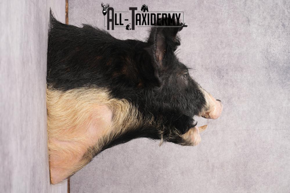 Wild Boar Taxidermy Shoulder Mount SKU 2788 - Image 8