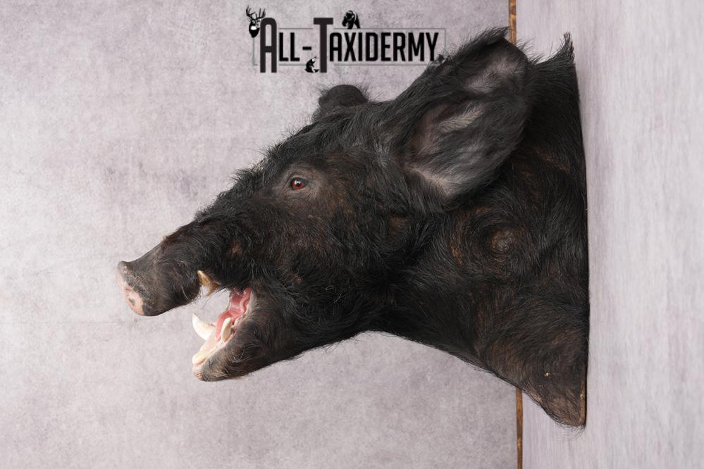 Wild Boar Taxidermy Shoulder Mount SKU 2788 - Image 7
