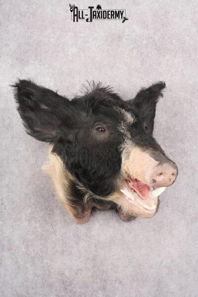Wild Boar Taxidermy Shoulder Mount SKU 2788