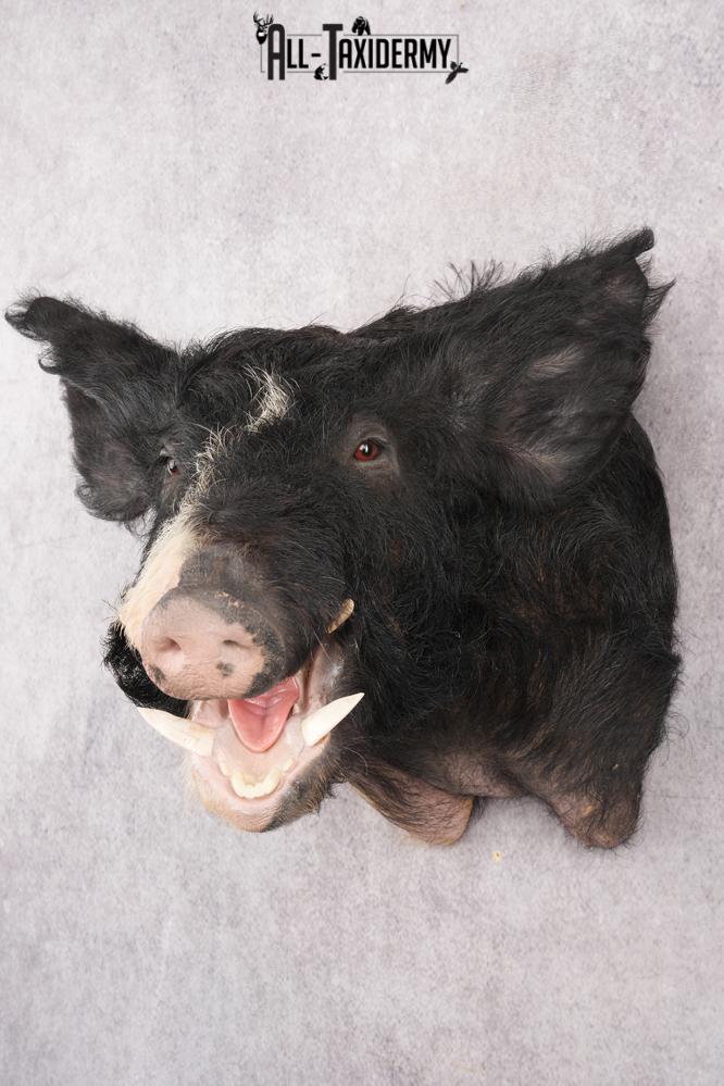 Wild Boar Taxidermy Shoulder Mount SKU 2788 - Image 6