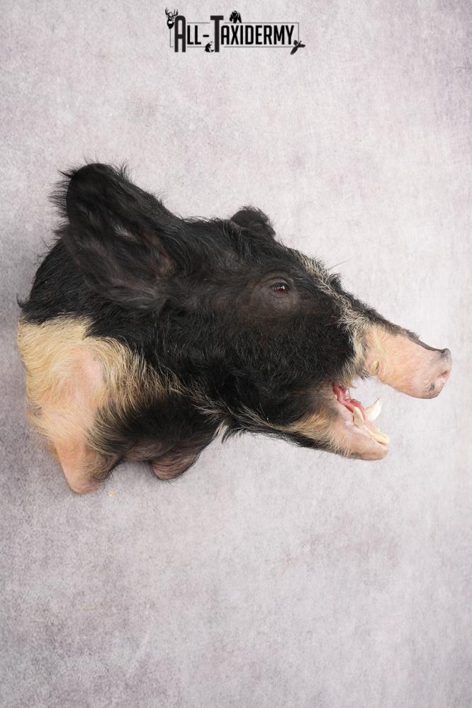 Wild Boar Taxidermy Shoulder Mount SKU 2788 - Image 5