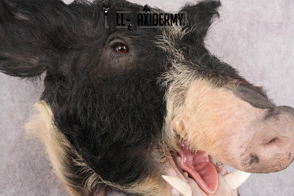 Wild Boar Taxidermy Shoulder Mount SKU 2788 - Image 4