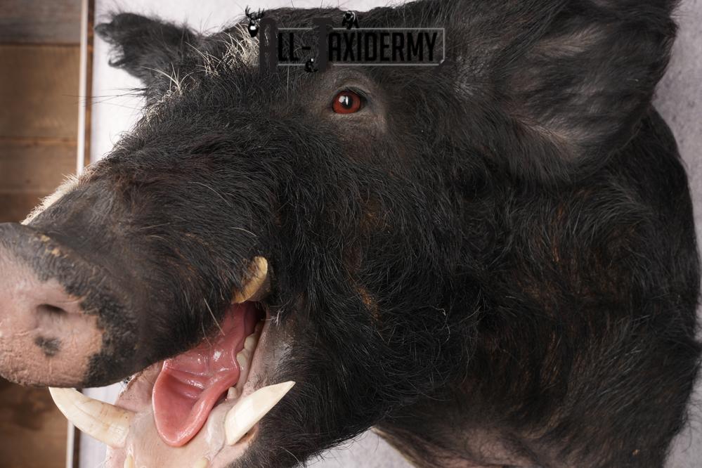 Wild Boar Taxidermy Shoulder Mount SKU 2788 - Image 3
