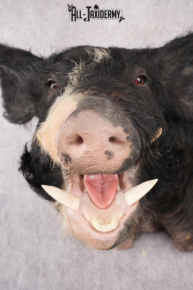 Wild Boar Taxidermy Shoulder Mount SKU 2788 - Image 2