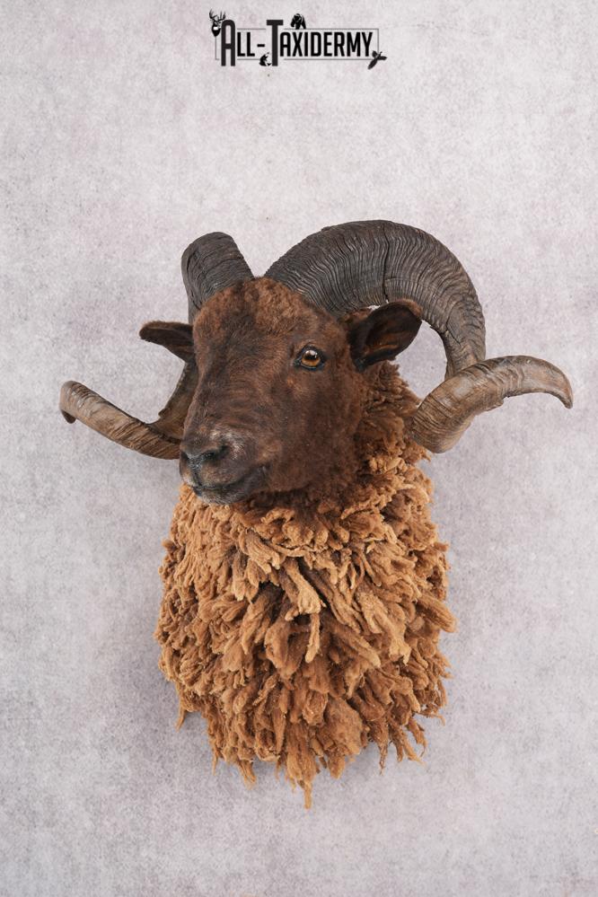 Arapawa Taxidermy Sheep Mount SKU 2804