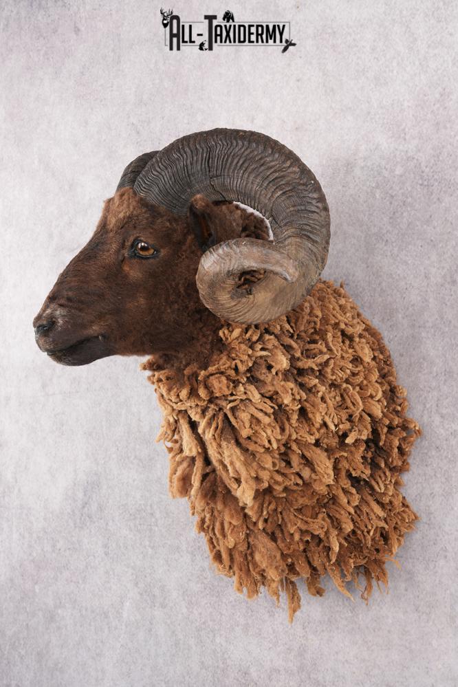 Arapawa Taxidermy Sheep Mount SKU 2804 - Image 8