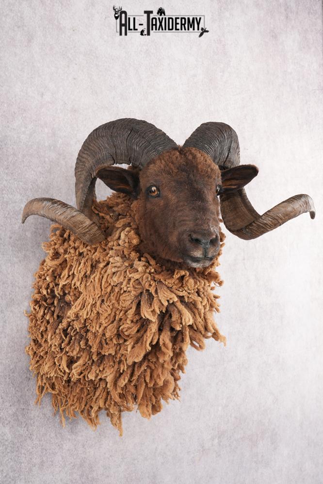 Arapawa Taxidermy Sheep Mount SKU 2804 - Image 7