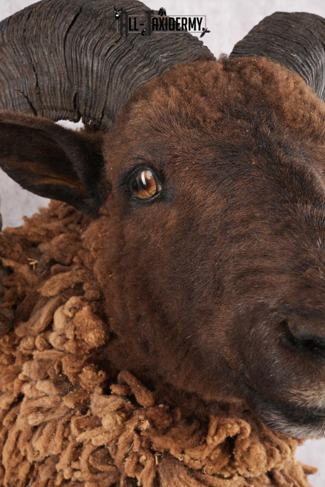 Arapawa Taxidermy Sheep Mount SKU 2804 - Image 6