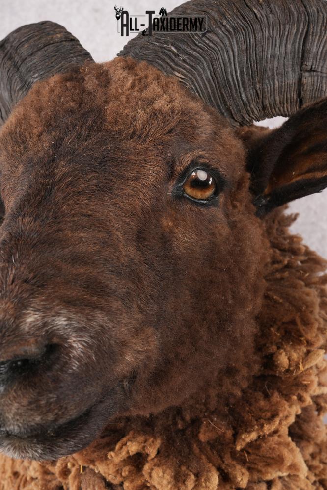 Arapawa Taxidermy Sheep Mount SKU 2804 - Image 5