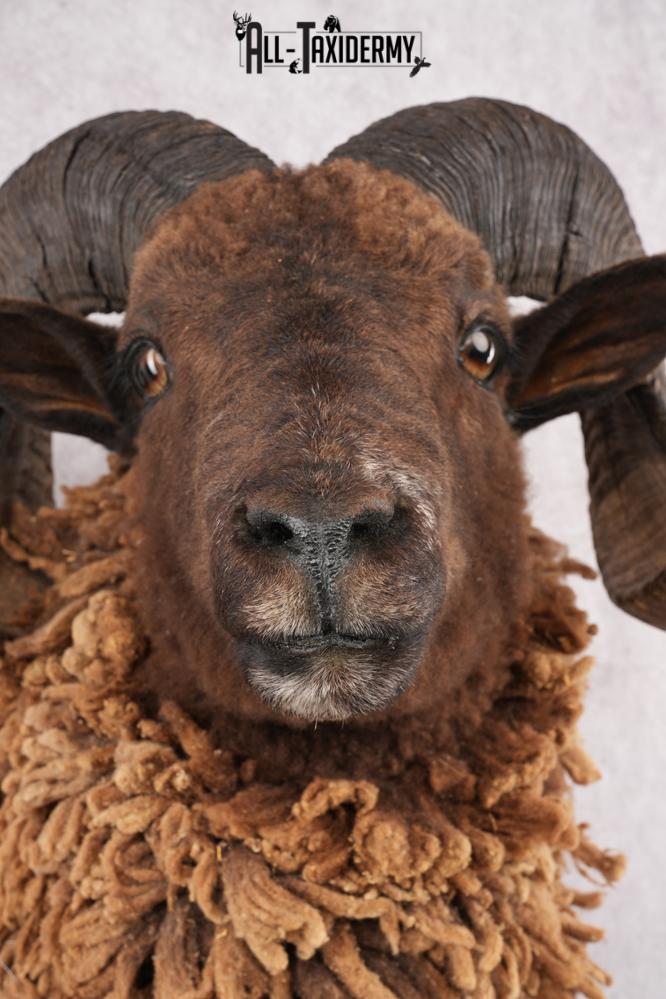 Arapawa Taxidermy Sheep Mount SKU 2804 - Image 4