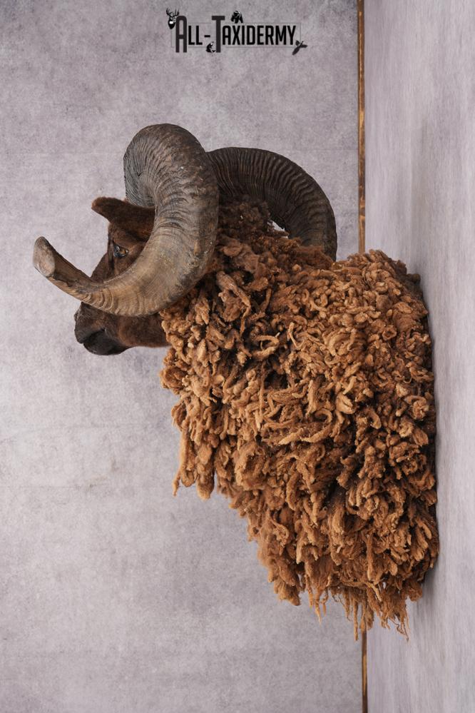 Arapawa Taxidermy Sheep Mount SKU 2804 - Image 3