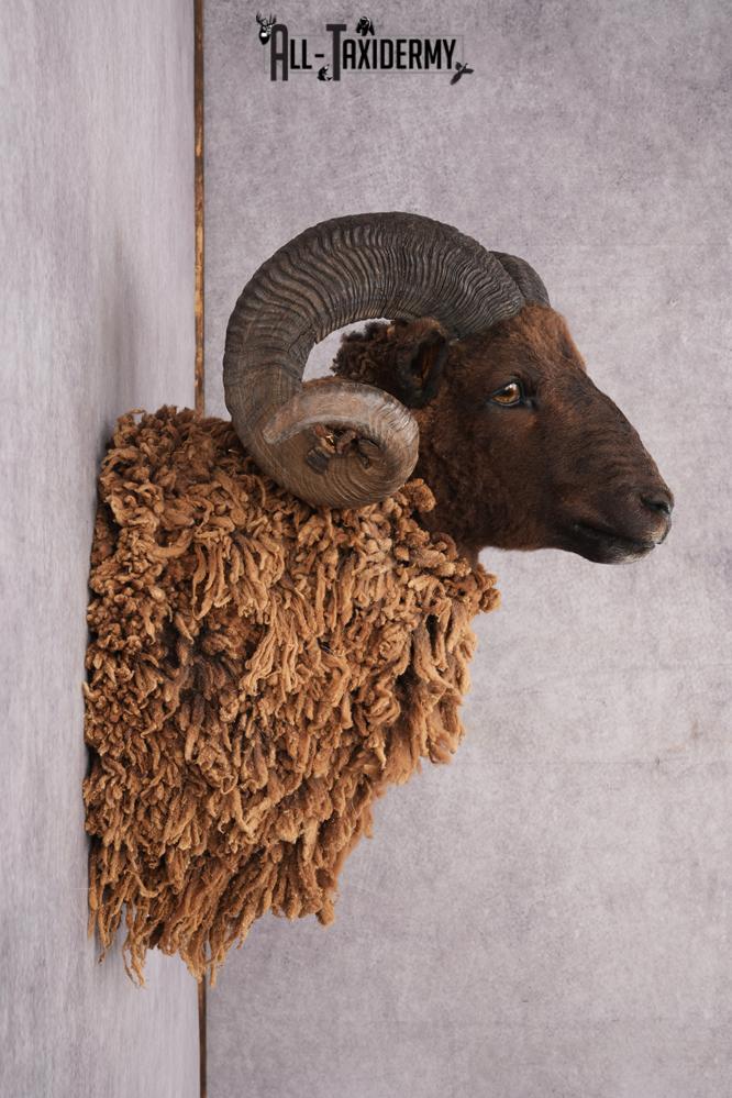 Arapawa Taxidermy Sheep Mount SKU 2804 - Image 2