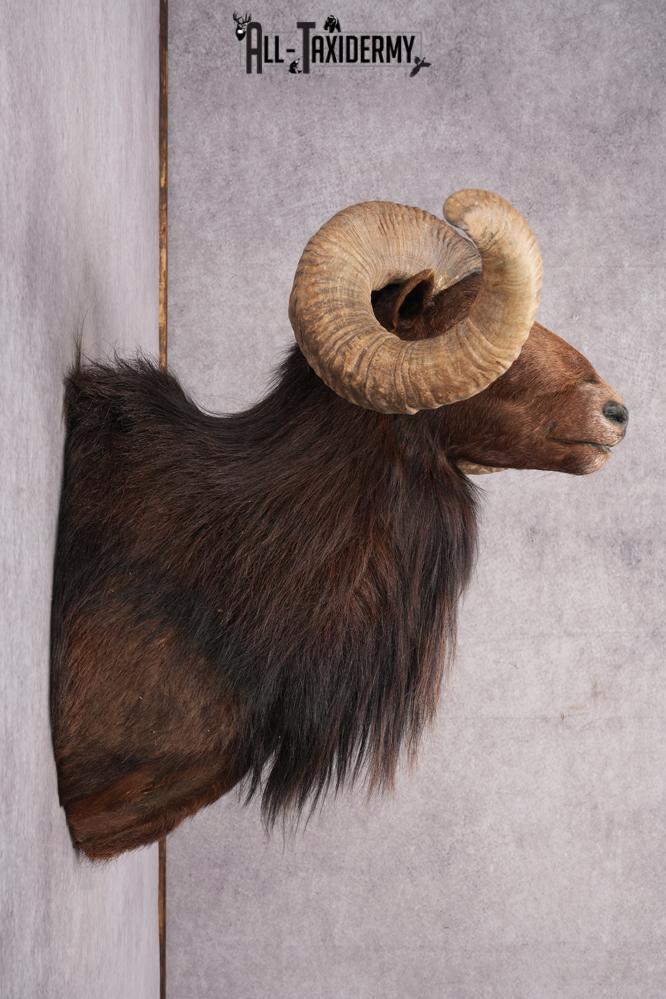 Black Hawaiian Sheep Taxidermy Shoulder Mount SKU 2803 - Image 8