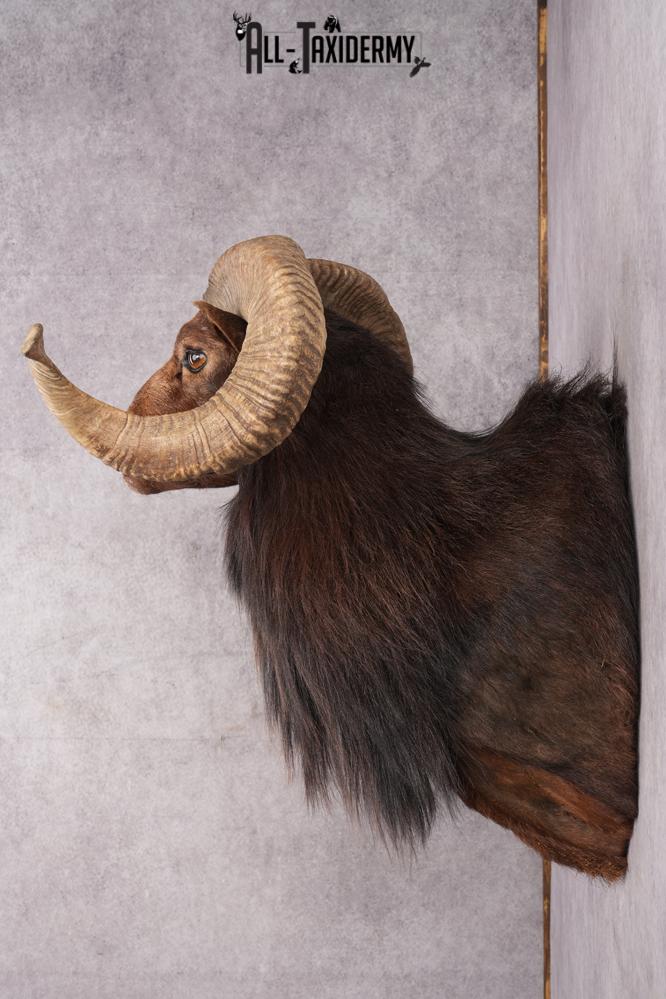 Black Hawaiian Sheep Taxidermy Shoulder Mount SKU 2803 - Image 7