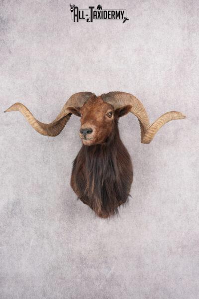 Black Hawaiian Sheep Taxidermy Shoulder Mount SKU 2803