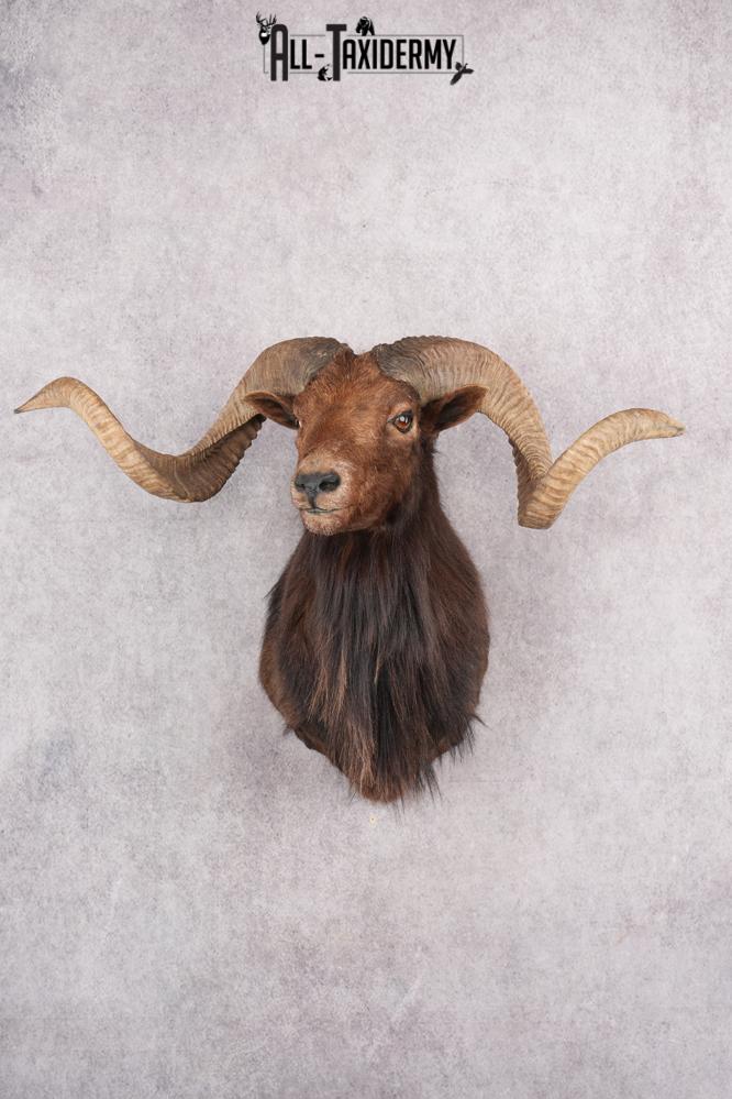 Black Hawaiian Sheep Taxidermy Shoulder Mount SKU 2803