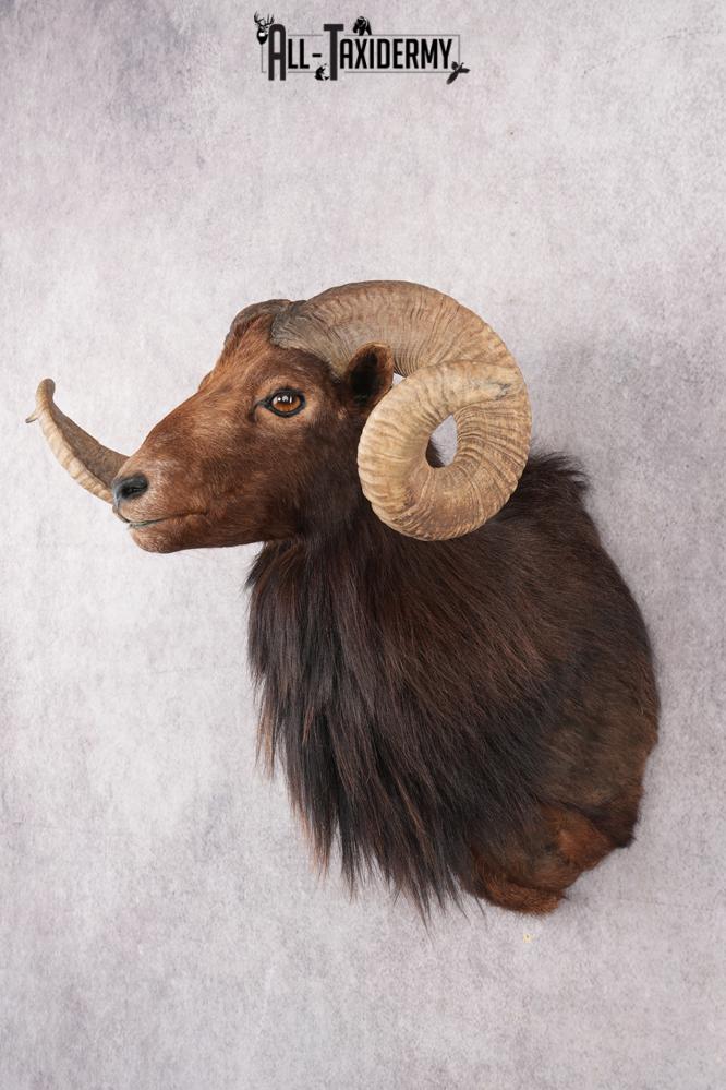 Black Hawaiian Sheep Taxidermy Shoulder Mount SKU 2803 - Image 6