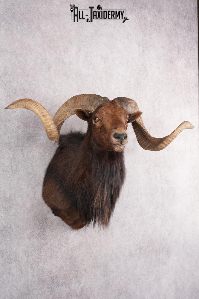Black Hawaiian Sheep Taxidermy Shoulder Mount SKU 2803 - Image 5