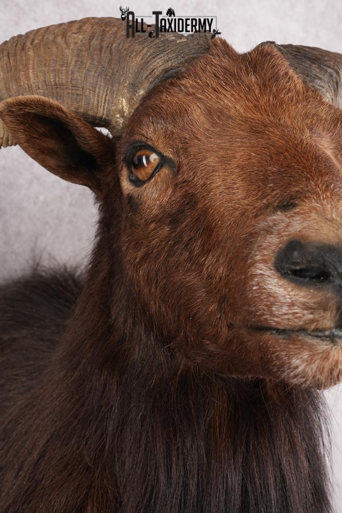 Black Hawaiian Sheep Taxidermy Shoulder Mount SKU 2803 - Image 4