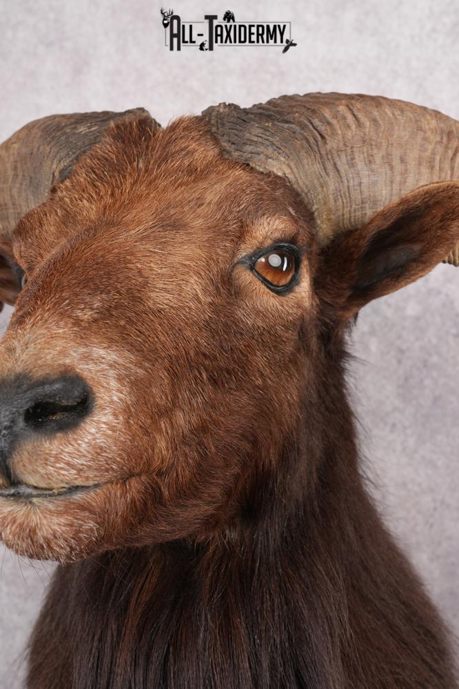 Black Hawaiian Sheep Taxidermy Shoulder Mount SKU 2803 - Image 3