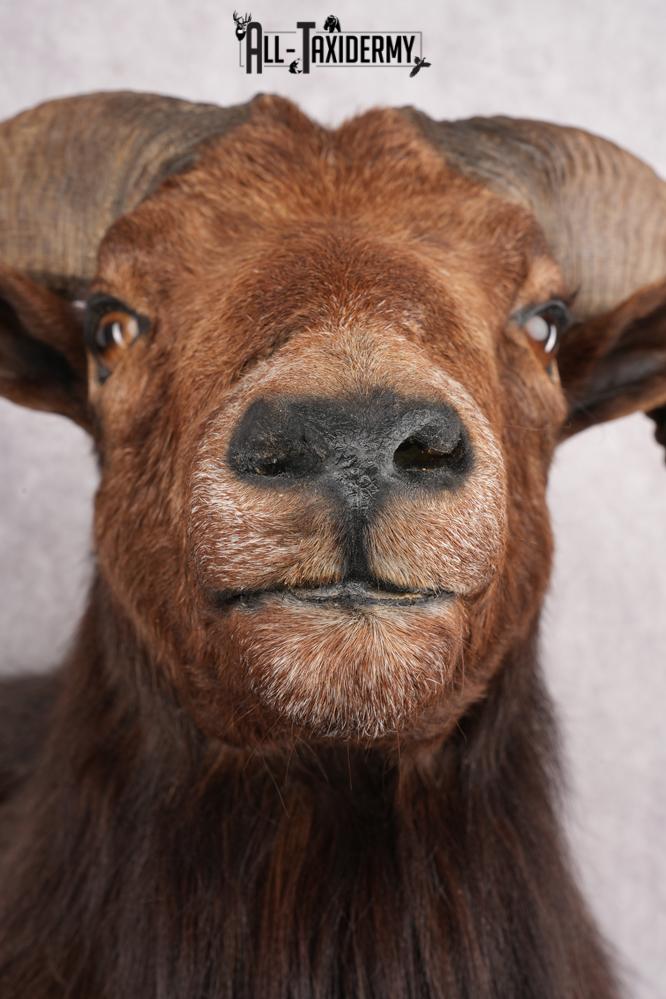 Black Hawaiian Sheep Taxidermy Shoulder Mount SKU 2803 - Image 2