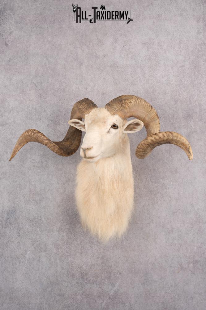 Texas Dall Sheep SKU 2801