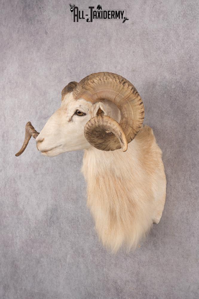 Texas Dall Sheep SKU 2801 - Image 8