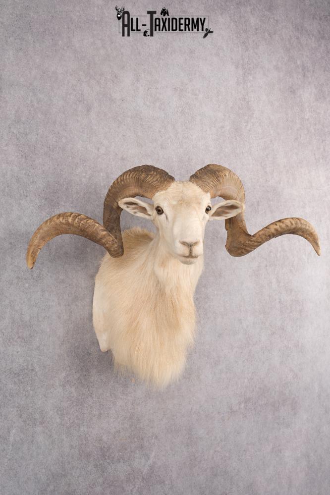 Texas Dall Sheep SKU 2801 - Image 7