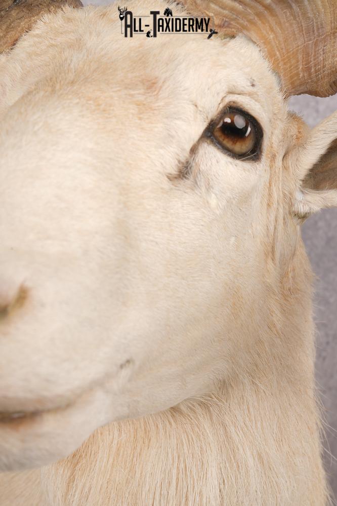 Texas Dall Sheep SKU 2801 - Image 5