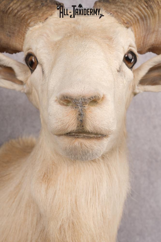 Texas Dall Sheep SKU 2801 - Image 4