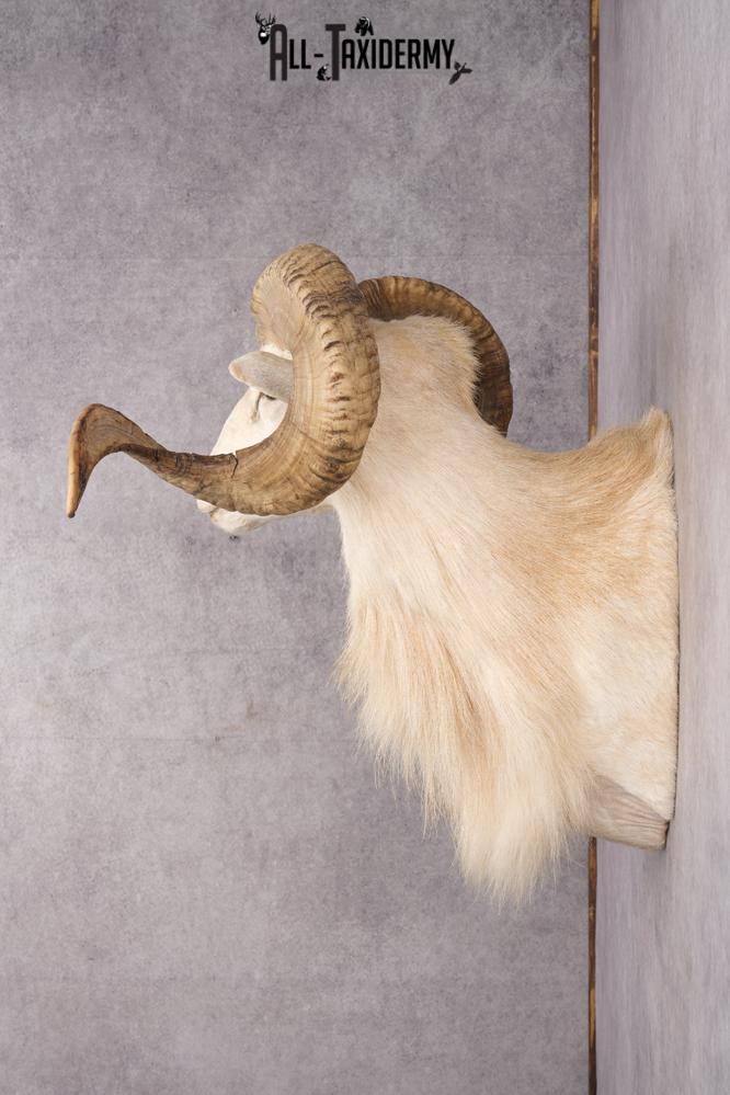 Texas Dall Sheep SKU 2801 - Image 3
