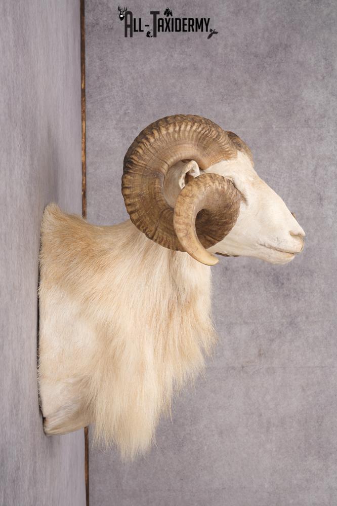 Texas Dall Sheep SKU 2801 - Image 2