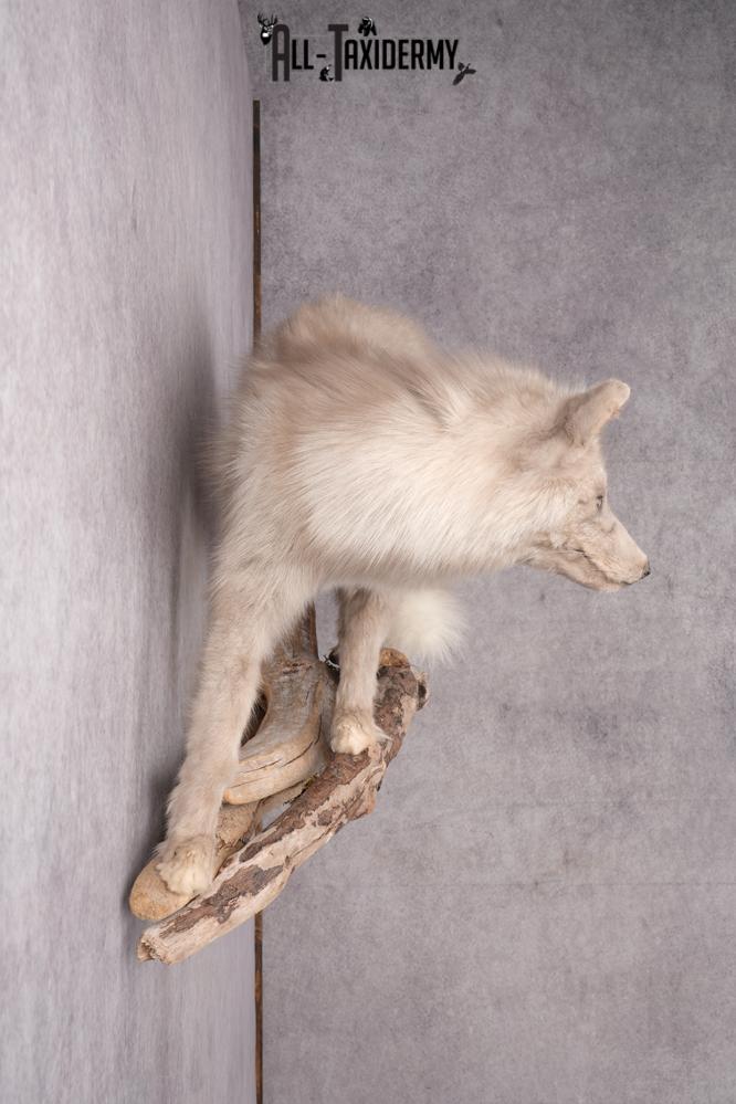 Marble Blue Fox SKU 2787 - Image 11