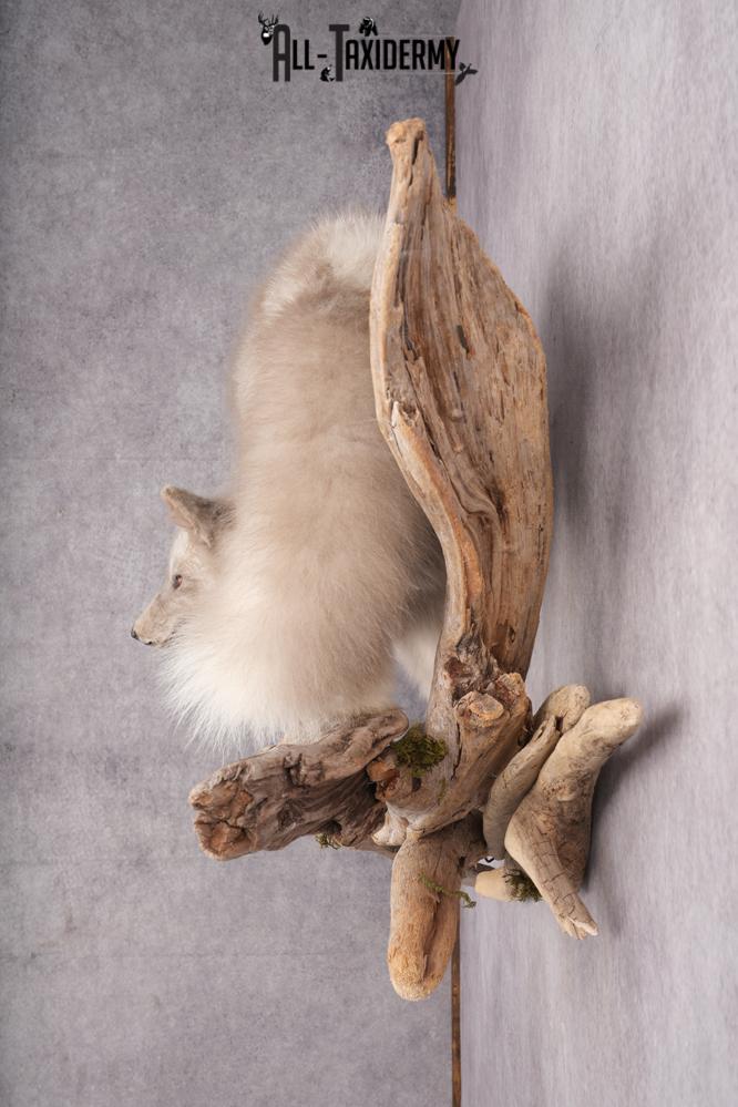 Marble Blue Fox SKU 2787 - Image 10