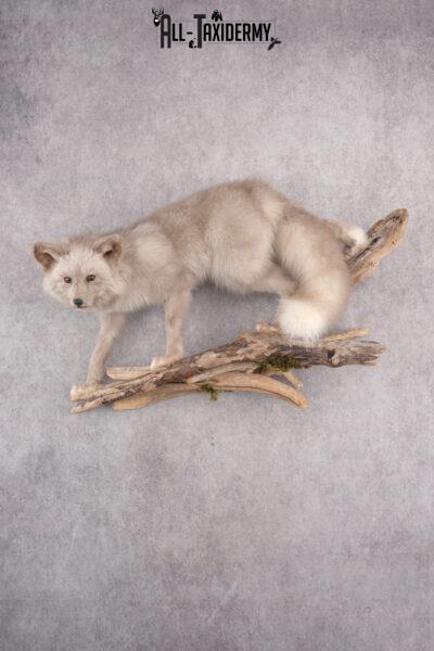 Marble Blue Fox SKU 2787