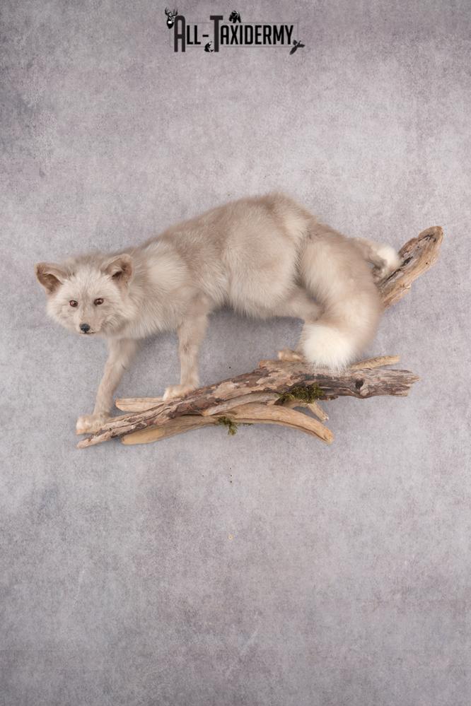 Marble Blue Fox SKU 2787